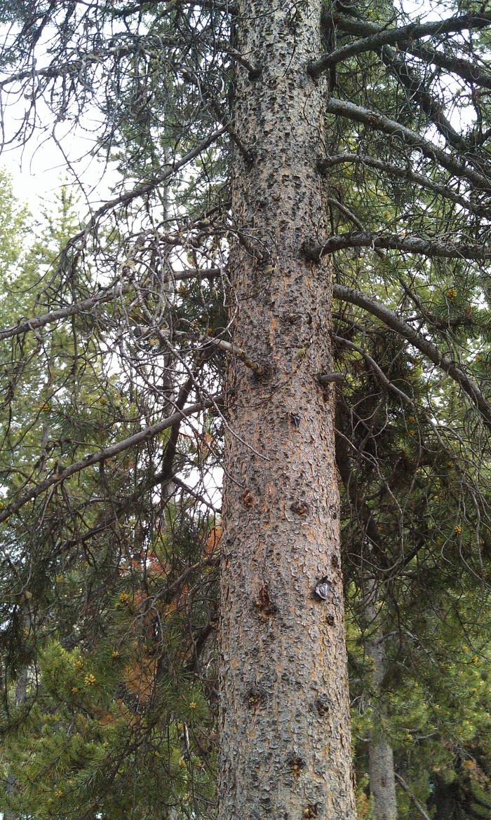 pine tree in Yellowstone Park